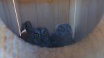 Eurasian Scops Owl nesting in our nest box